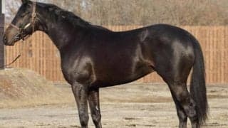 【JRA新馬戦】ソダシの半弟カルパ、ステルヴィオの半弟ラケダイモーンなどがデビュー