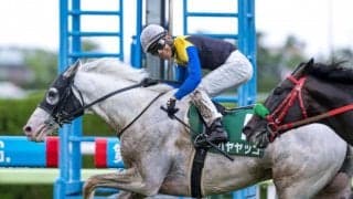 【函館記念登録馬】白毛馬のハヤヤッコなど21頭