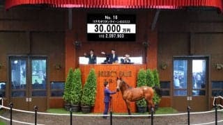 【セレクトセール2023】また出た3億！キングマン産駒が落札
