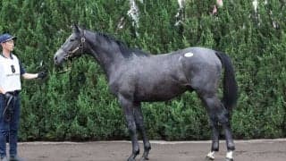 【セレクトセール2023】エピファネイア産駒が1億超え