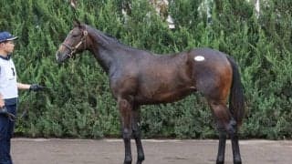 【セレクトセール2023】ドゥラメンテ産駒、コンドコマンドの22が1億2000万円で落札