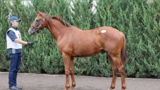 【セレクトセール2023】近親にシンハライト、アドマイヤマーズ産駒が1億4500万円で落札