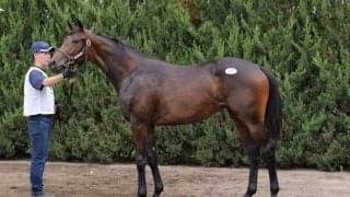 【セレクトセール2023】サートゥルナーリア産駒1億円超え