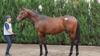 【セレクトセール2023】ドゥラメンテ最終世代、ウィープノーモアの22が1億円超え