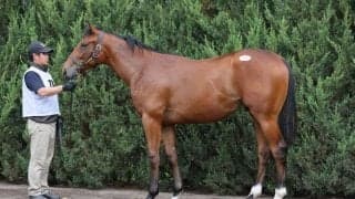 【セレクトセール2023】アメリカンファラオ産駒が1億7000万円で落札