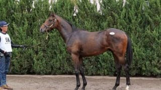 【セレクトセール2023】リスグラシュー半弟が1億6000万円！金子真人ホールディングスが落札