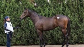 【セレクトセール2023】ウマ娘・藤田晋氏が落札…1億超えキズナ産駒