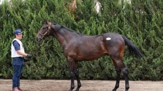 【セレクトセール2023】レイデオロ産駒が1億円超え…里見オーナーが落札