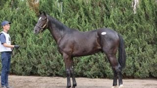 【セレクトセール2023】キタサンブラック産駒が2頭目の億超え…1億7000万円で落札