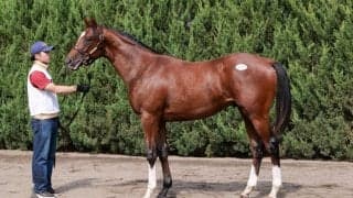 【セレクトセール2023】モーリス産駒1億円超え…ダイワズームの22