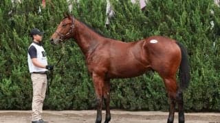 【セレクトセール2023】ロードカナロア産駒が1億円超えで落札…母は米G1勝ち馬