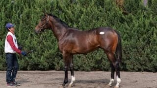 【セレクトセール2023】サートゥルナーリア産駒2頭目の1億円超え