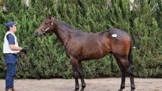 【セレクトセール2023】ドゥラメンテ産駒を里見治氏が1億3500万円で落札