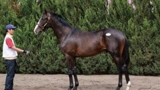 【セレクトセール2023】ジャスティンカフェ全弟が1億9000万円で落札