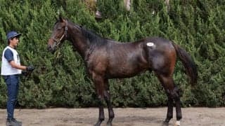 【セレクトセール2023】ドゥラメンテ産駒が1億3000万円で落札…母はアメリカンオークス馬