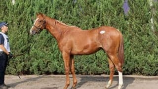 【セレクトセール2023】ドゥラメンテ産駒、7頭目の億超え…ファイナルスコアの22