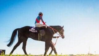 コントレイル産駒がセレクトセールに初登場 ダービー馬の半弟など良血馬ズラリ