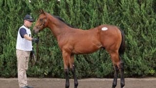 【セレクトセール2023】コントレイル産駒上場2頭目も1.7億円！