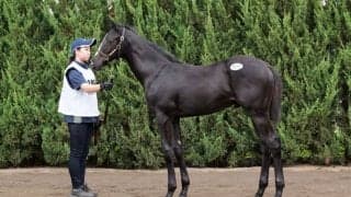 【セレクトセール2023】初登場コントレイル産駒がいきなりの1億7000万円