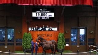 母はダートグレード競走3勝 ワイルドフラッパーの2023は1億9000万円