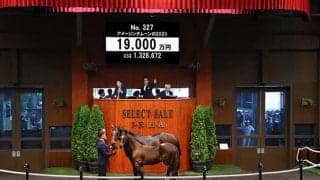 半兄にノースブリッジやタッチウッドがいるキタサン産駒 1億9000万円で落札