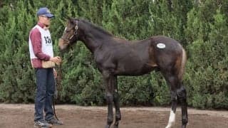 【セレクトセール2023】ブリックスアンドモルタル産駒が1.9億円…ワイルドフラッパーの23