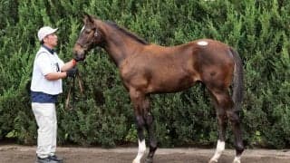 【セレクトセール2023】当歳キタサンブラック産駒、2頭目の億超え