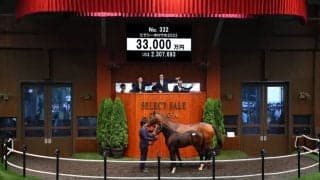 【セレクトセール2023】ウマ娘・藤田晋氏が3.3億で落札！ピクシーナイト半弟