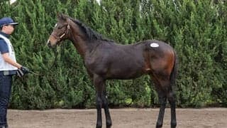 【セレクトセール2023】ルーラーシップ産駒が1億円超えで落札