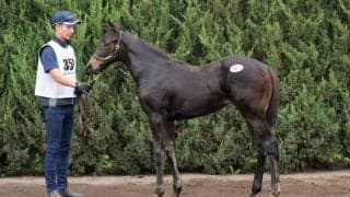 【セレクトセール2023】ヴァレーデラルナ半妹、キズナ産駒が1.9億円で落札