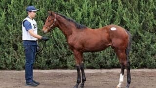 【セレクトセール2023】藤田晋氏がキタサンブラック産駒を1.1億円で落札