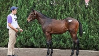 【セレクトセール2023】億超え連発のコントレイル産駒！カレドニアロードの23が1億2500万円で落札