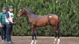 【セレクトセール2023】ハーレクイーンの23…サトノダイヤモンド産駒が1億円超え