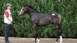 【セレクトセール2023】コントレイル産駒がまたしても1億円超え