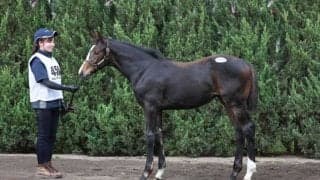 【セレクトセール2023】藤田晋氏、エピファネイア牝を1.3億円で落札