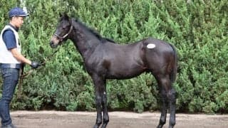 【セレクトセール2023】当歳キズナ産駒が1.6億円で落札