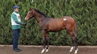 【セレクトセール2023】シルバーステート産駒が1億円超え