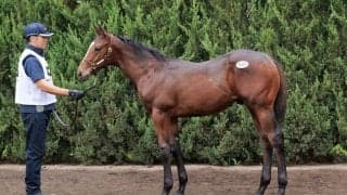 【セレクトセール2023】母は亜3歳牝馬チャンピオン、ジョイカネラの23が1.5億円で落札