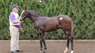 【セレクトセール2023】キタサンブラック産駒、エントロピアの23が1億4500万円で落札