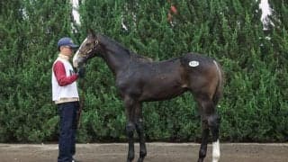 【セレクトセール2023】当歳ブリックスアンドモルタル産駒が1億2500万円