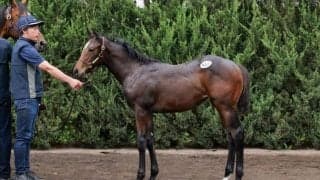 【セレクトセール2023】コントレイル産駒牝が1.7億円でDMMが落札