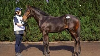 【セレクトセール2023】ステルヴィオの半弟、リオンディーズ産駒が1億4500万円で落札