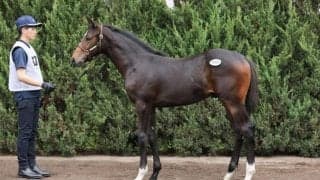 【セレクトセール2023】総額23億円超！ウマ娘・藤田晋氏が今年も爆買い