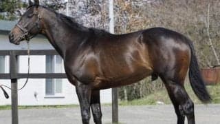 “タヤス軍団”23年ぶりのJRA重賞Vへ タヤスロンドンが函館2歳S参戦