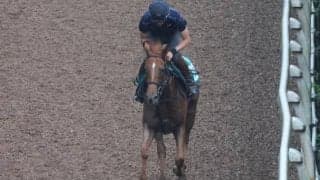 きょうだいにGI馬が3頭いるエヴァンスウィート/関西馬メイクデビュー情報