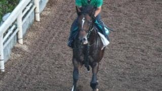 モルガナイトの2021(ホウオウセイメイ)など、先週の入厩情報/栗東トレセンニュース