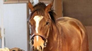 両親ともにマイルGI覇者の良血馬 30日の札幌芝1800mで初陣