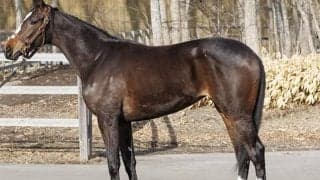 イクイノックスの半妹が美浦芝コースで調整 兄と同じ8月新潟デビューへ