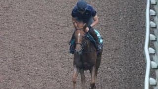 【JRA新馬戦】ヴィルシーナらGI馬3頭の妹エヴァンスウィートなどがデビュー