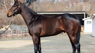 須貝厩舎の“ヴェローチェ”は新馬で無敵!? 新星・ペンナヴェローチェが23日デビュー